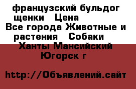 французский бульдог щенки › Цена ­ 50 000 - Все города Животные и растения » Собаки   . Ханты-Мансийский,Югорск г.